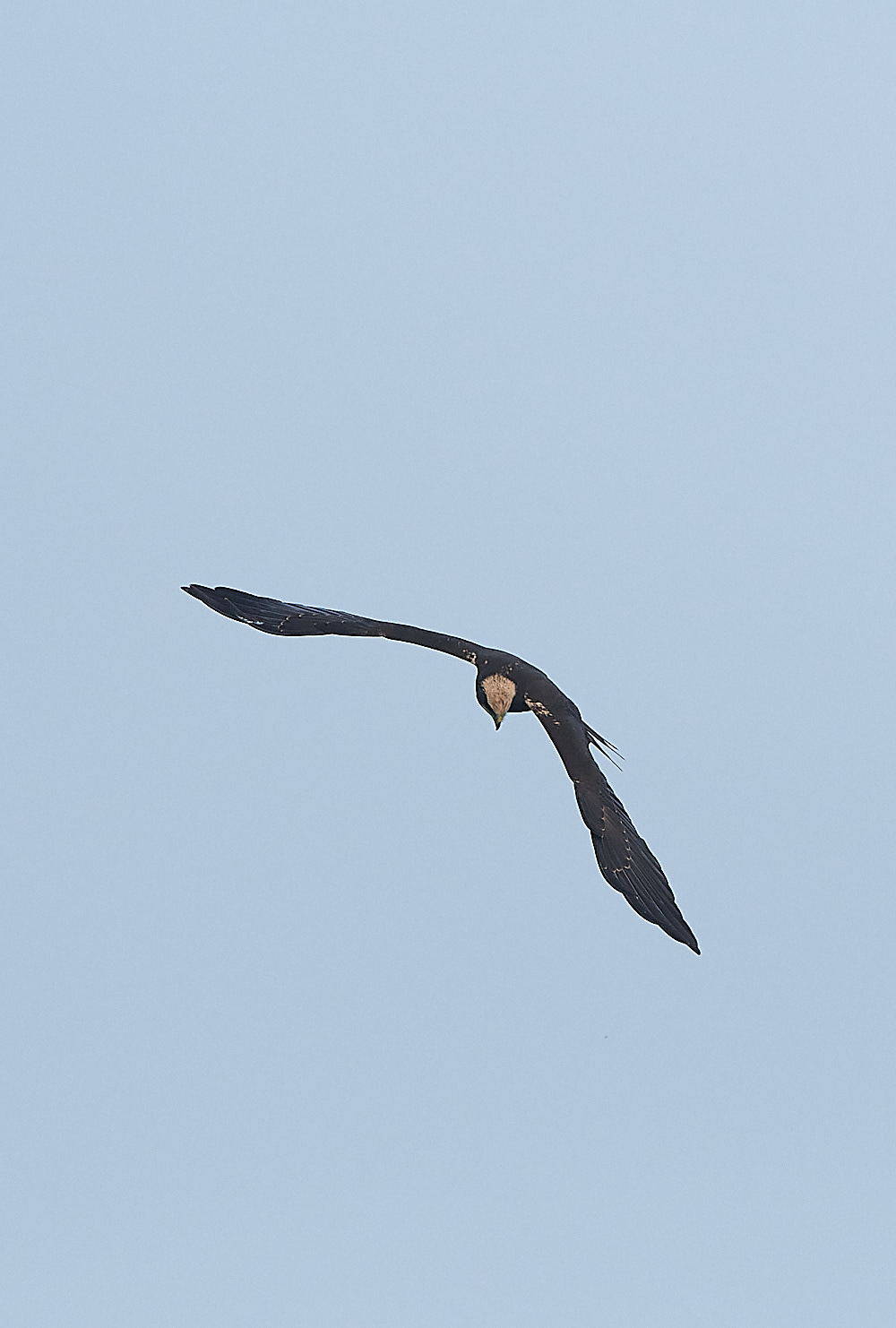 CleyMarshHarrier190821-2