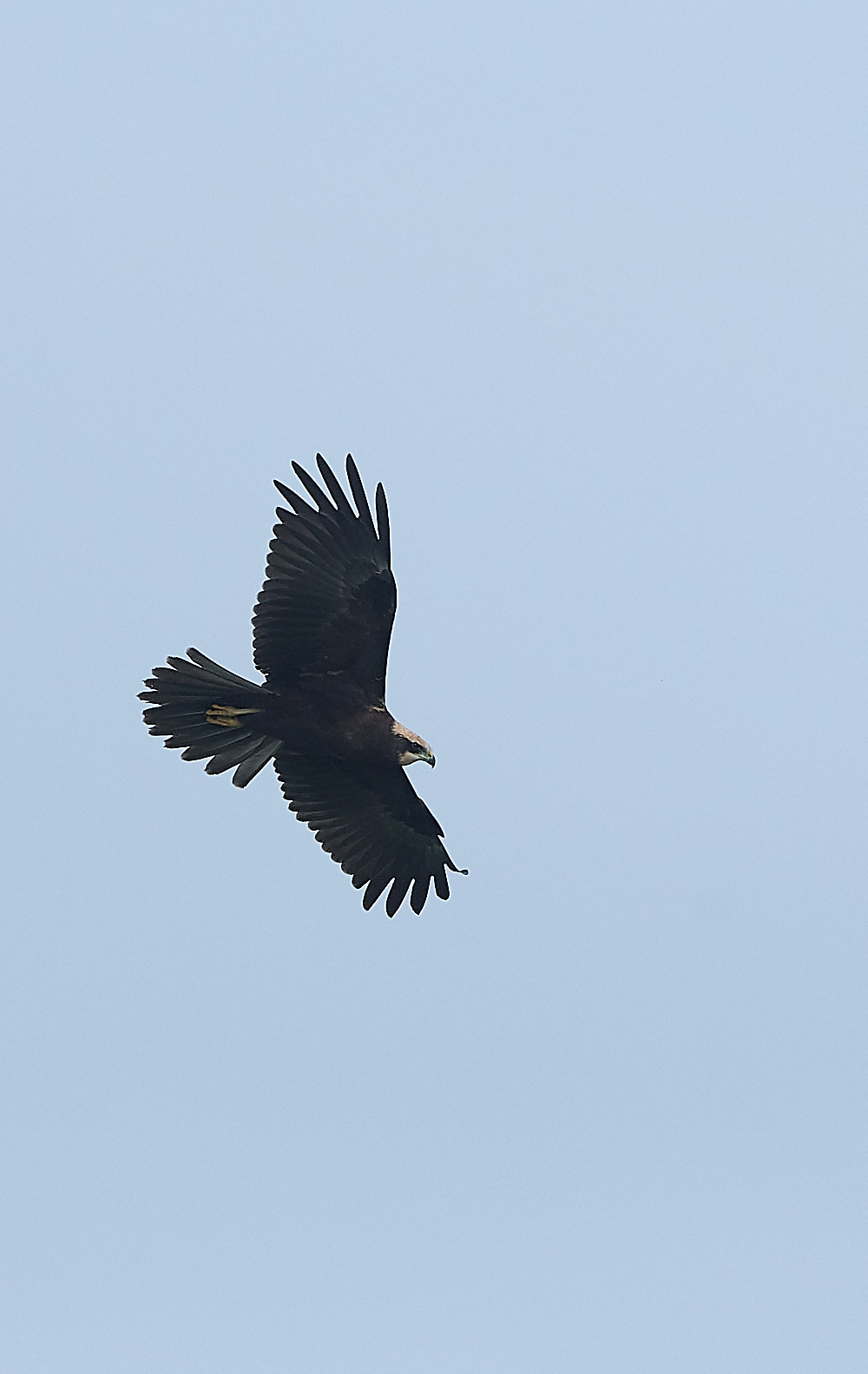 CleyMarshHarrier190821-3