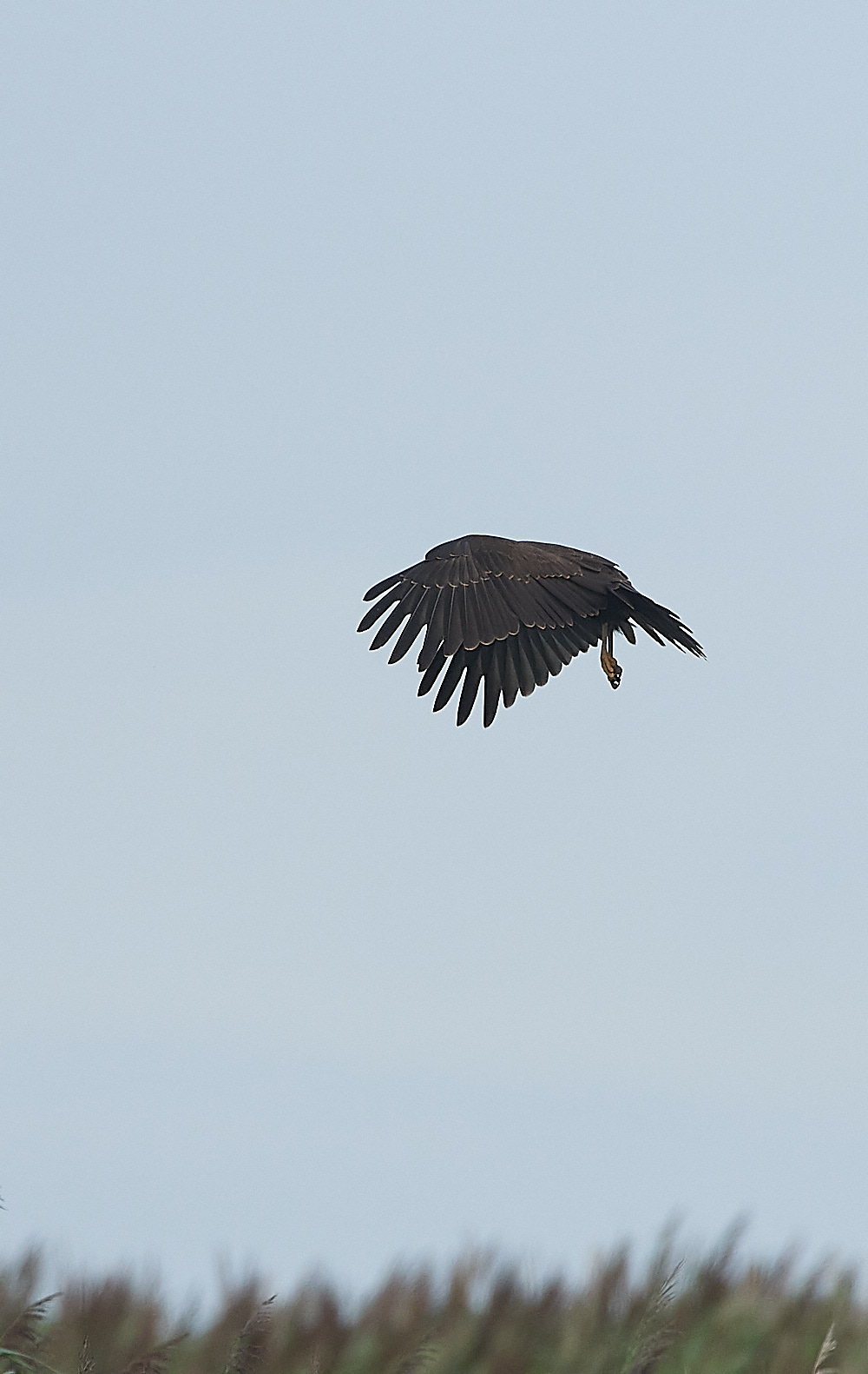 CleyMarshHarrier190821-4