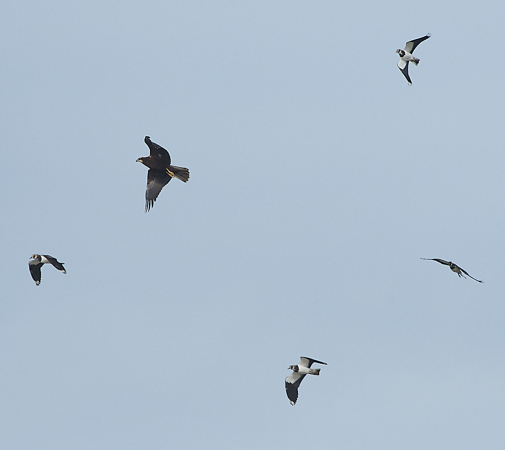 CleyMarshHarrier190821-5