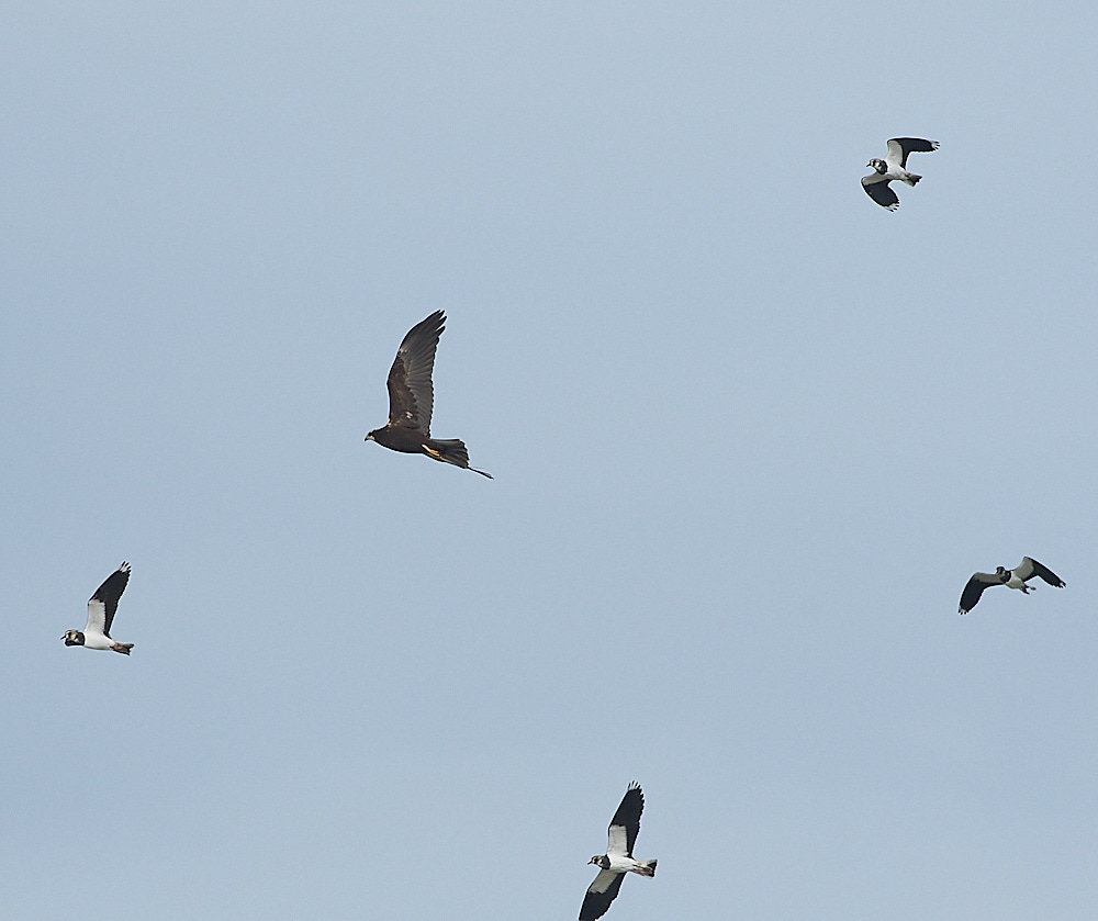 CleyMarshHarrier190821-6