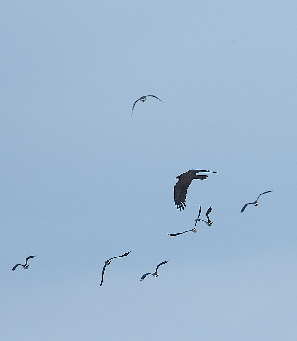 CleyMarshHarrier190821-7