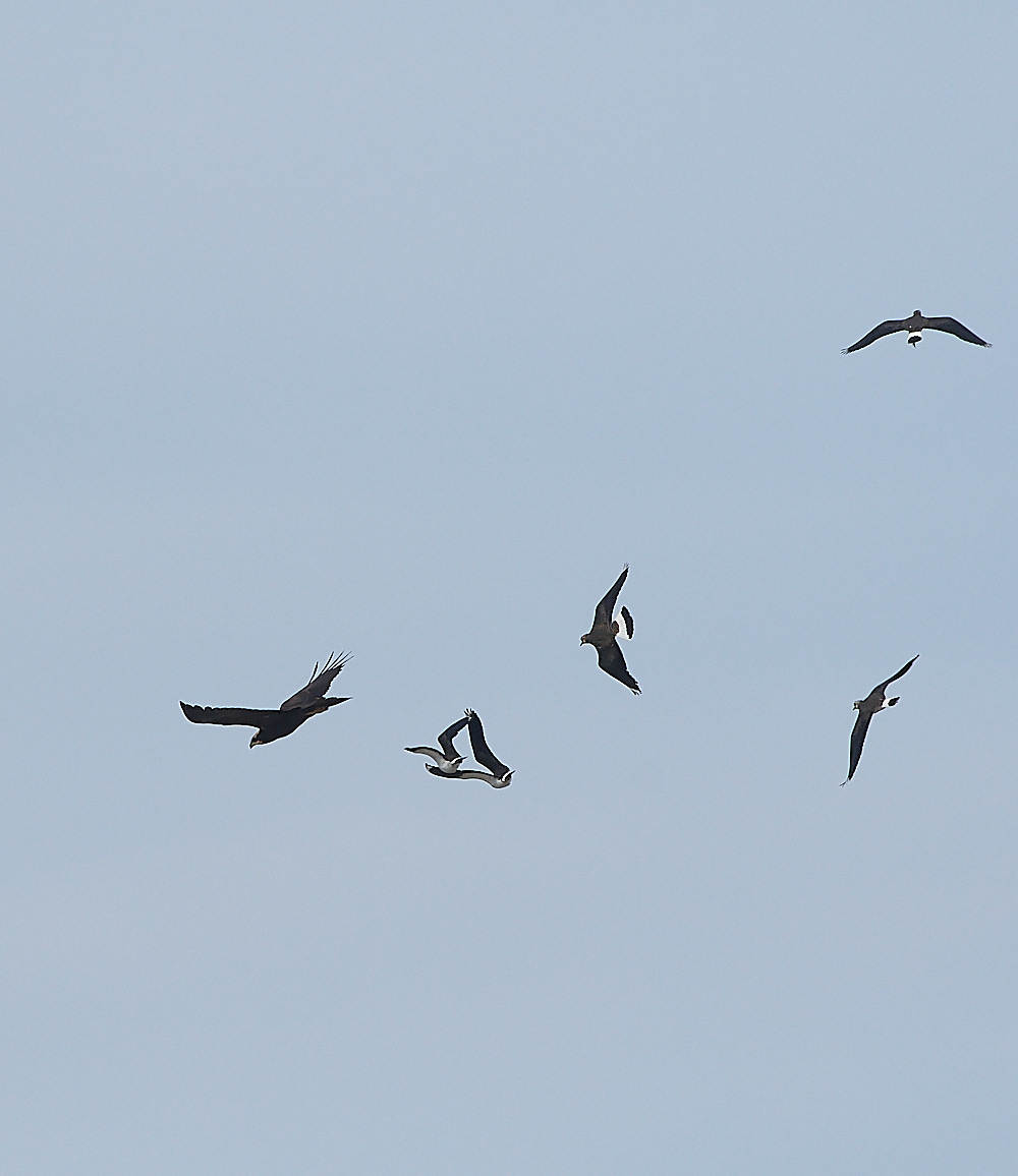 CleyMarshHarrier190821-8