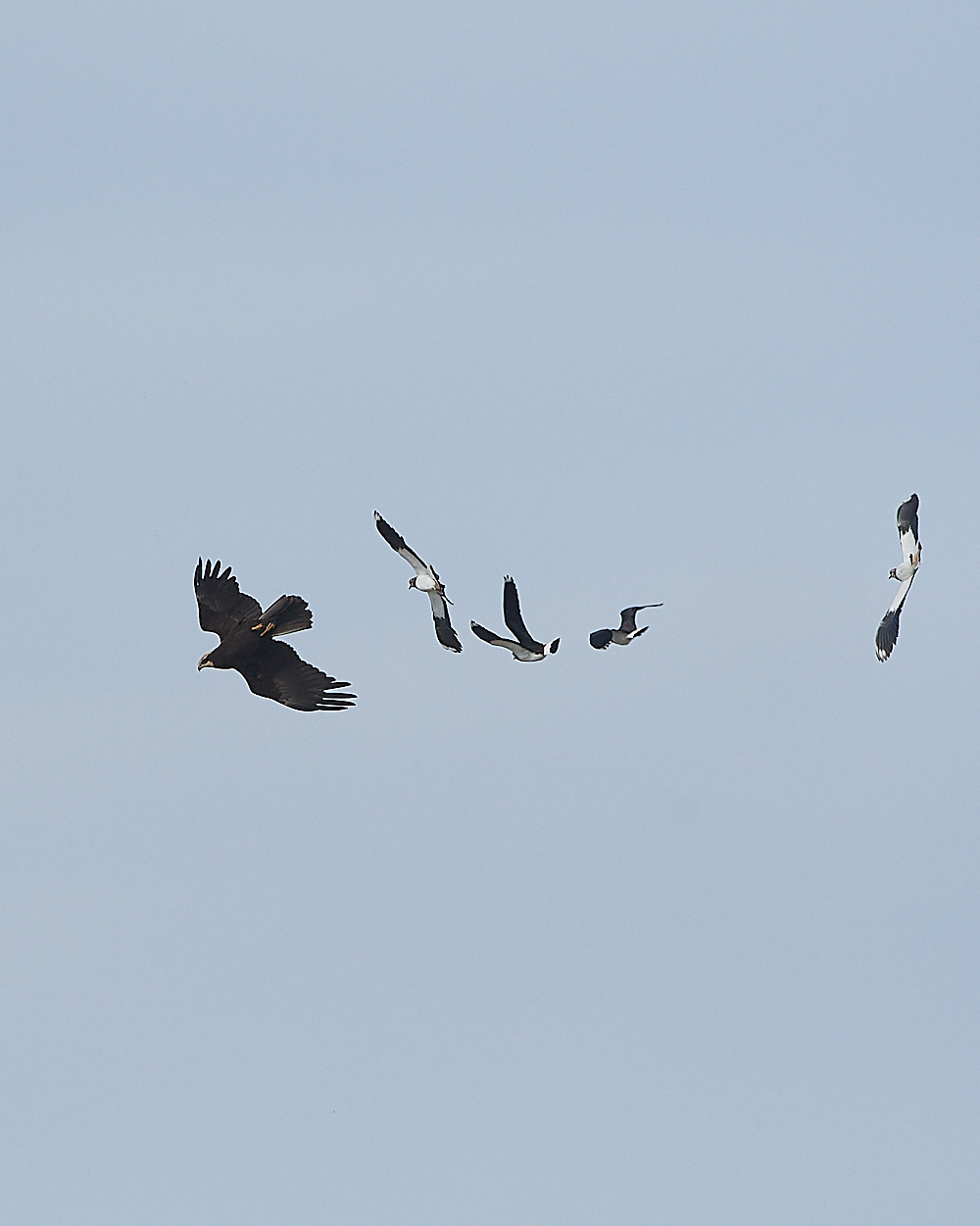 CleyMarshHarrier190821-9