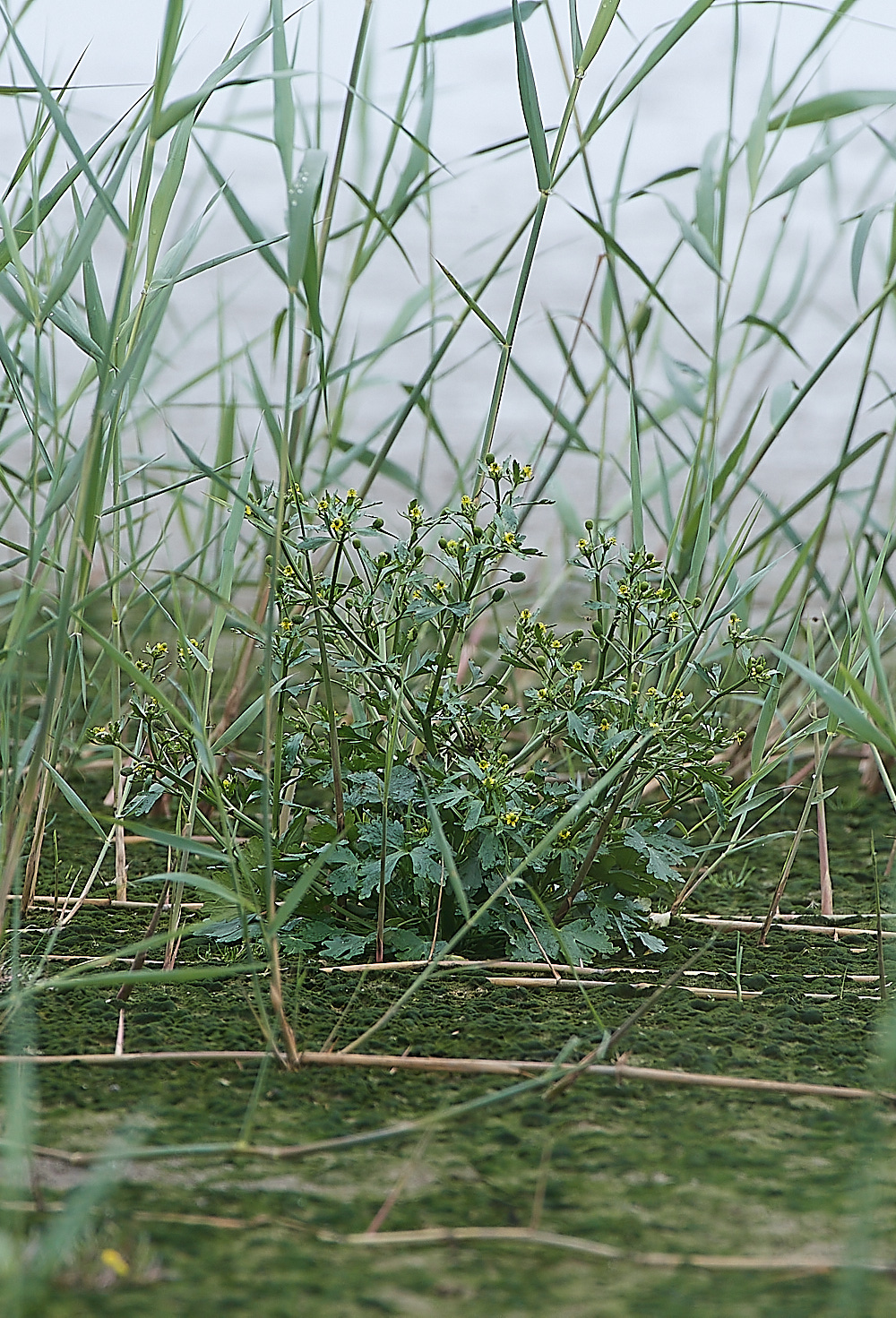 CleyRanunculus190821-1