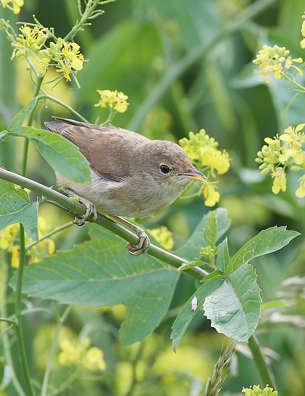 CleyReedWarbler060721-3