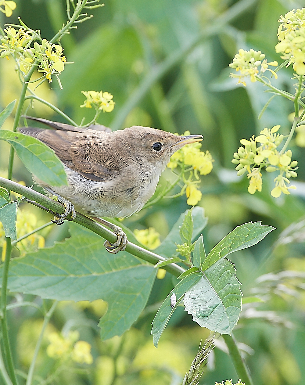 CleyReedWarbler0607221-2