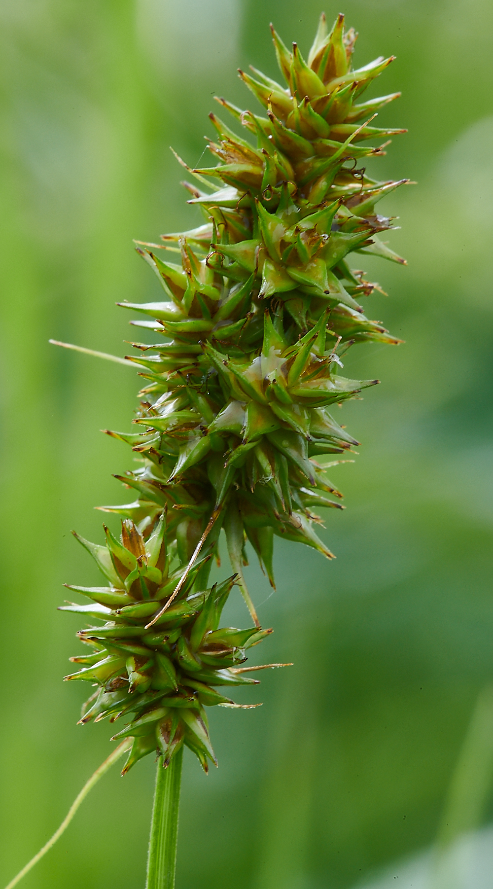 CleySedge060721-1