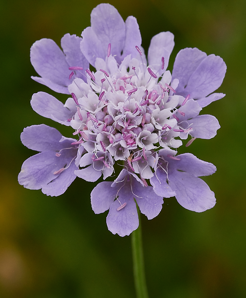 CleySmallScabious230721-1