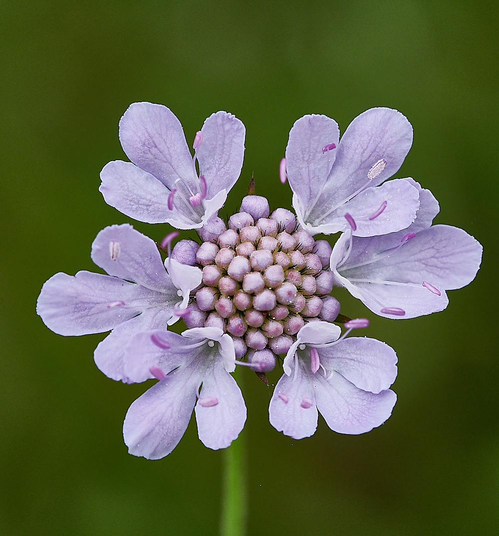 CleySmallScabious230721-2