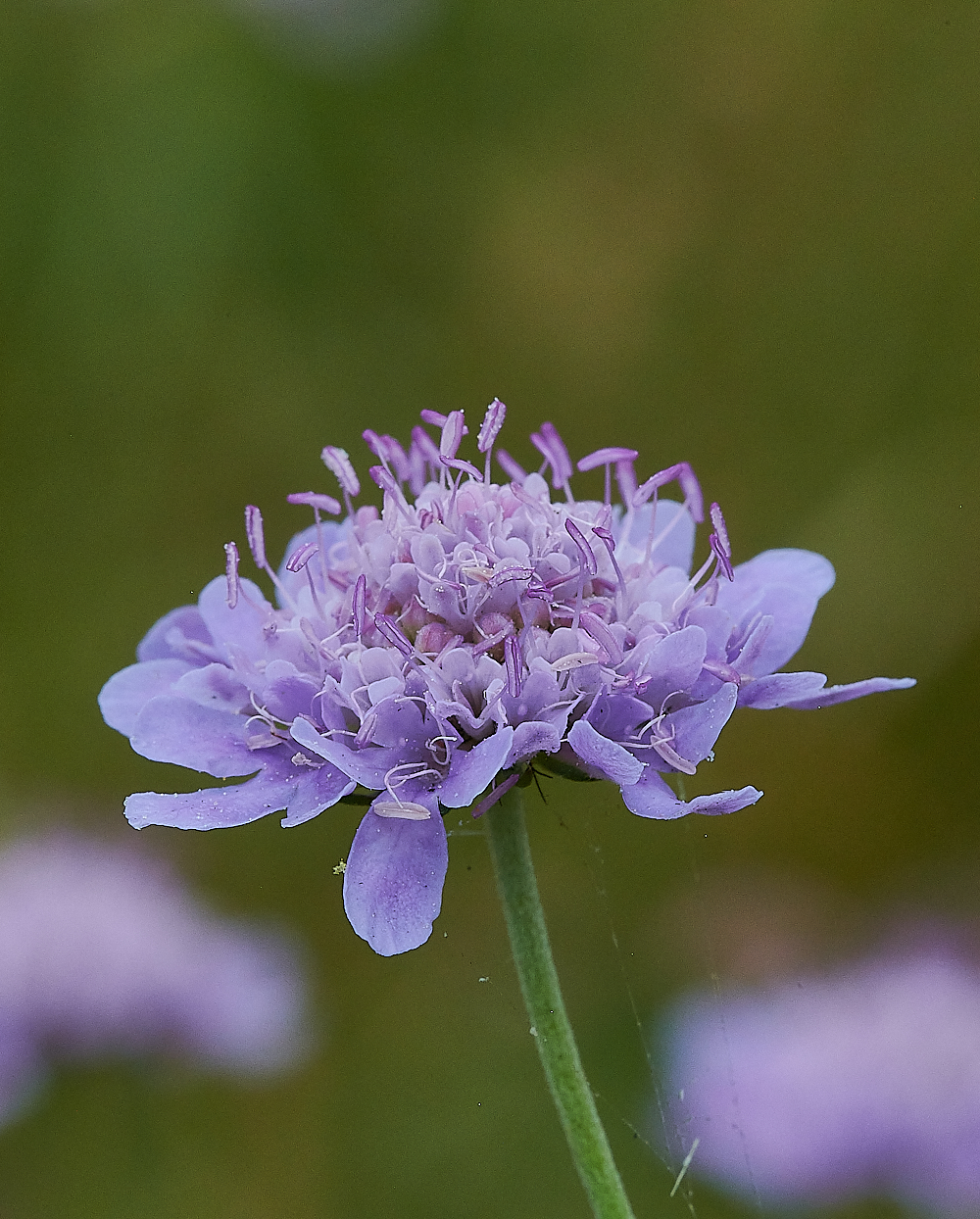 CleySmallScabious230721-3