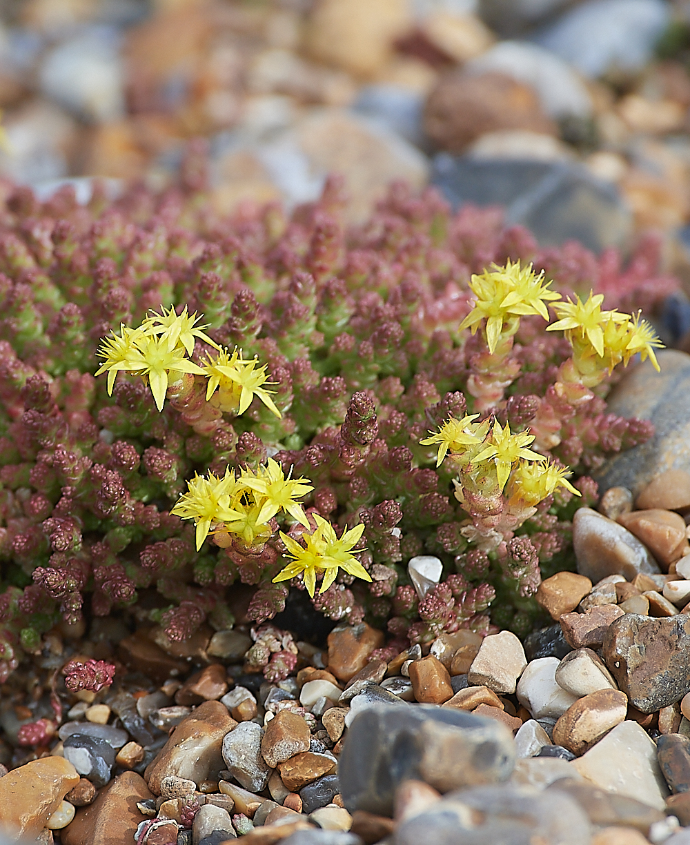 CleyStonecrop060721-1