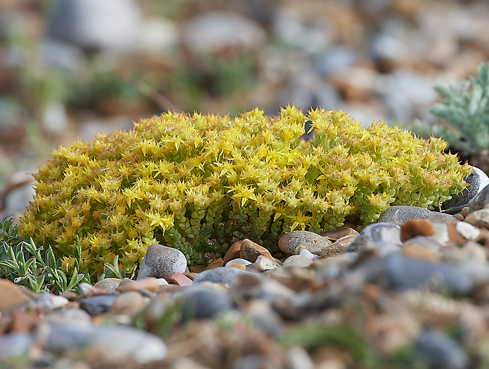 CleyStonecrop060721-2