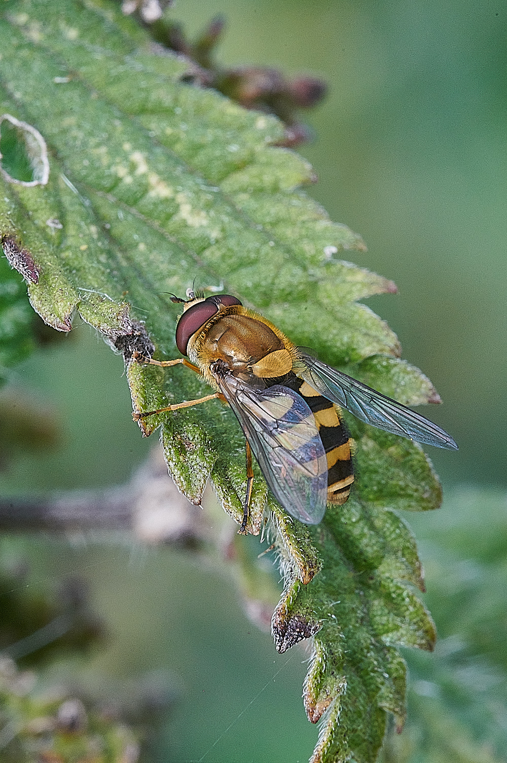 CleySyrphus190821-1