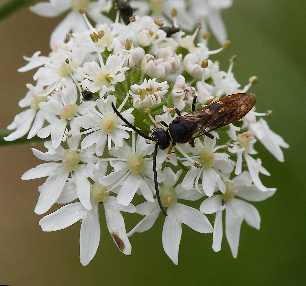 CleyWasp060721-2