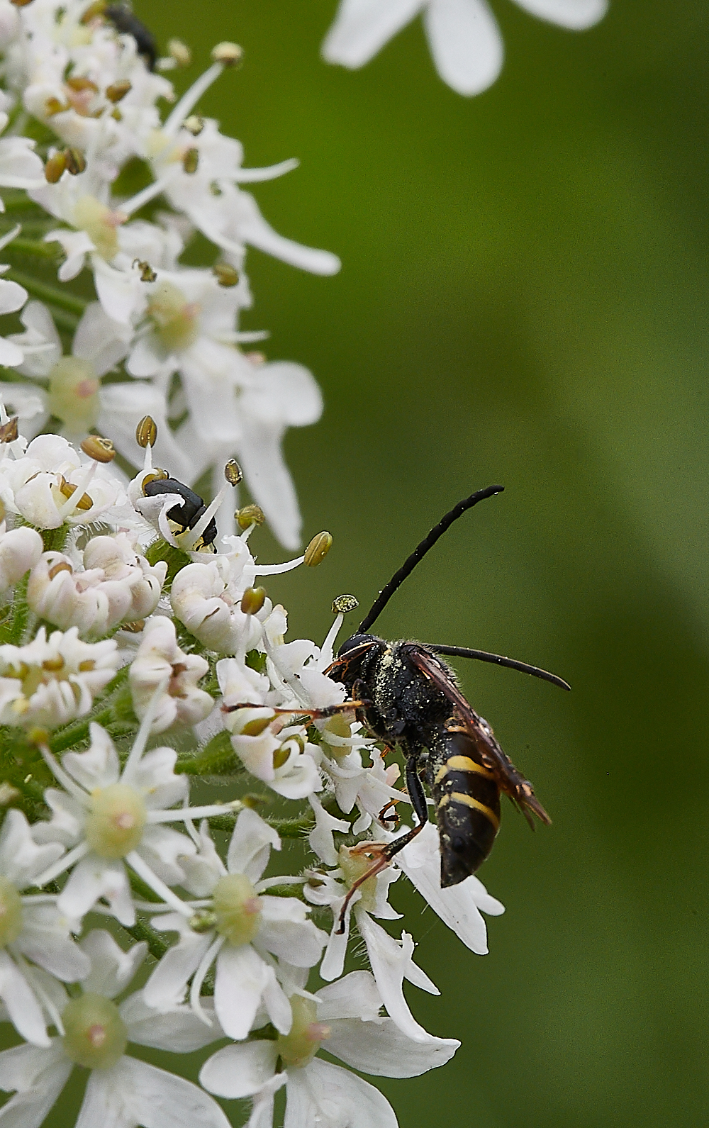 CleyWasp060721-3