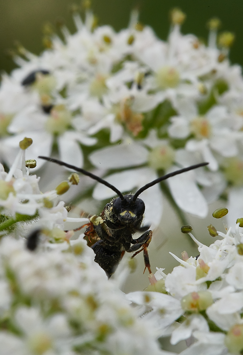 CleyWasp060721-4