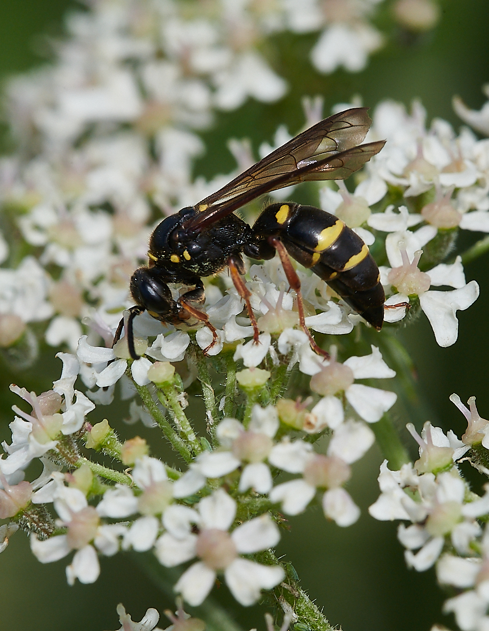 CleyWasp1070621-14