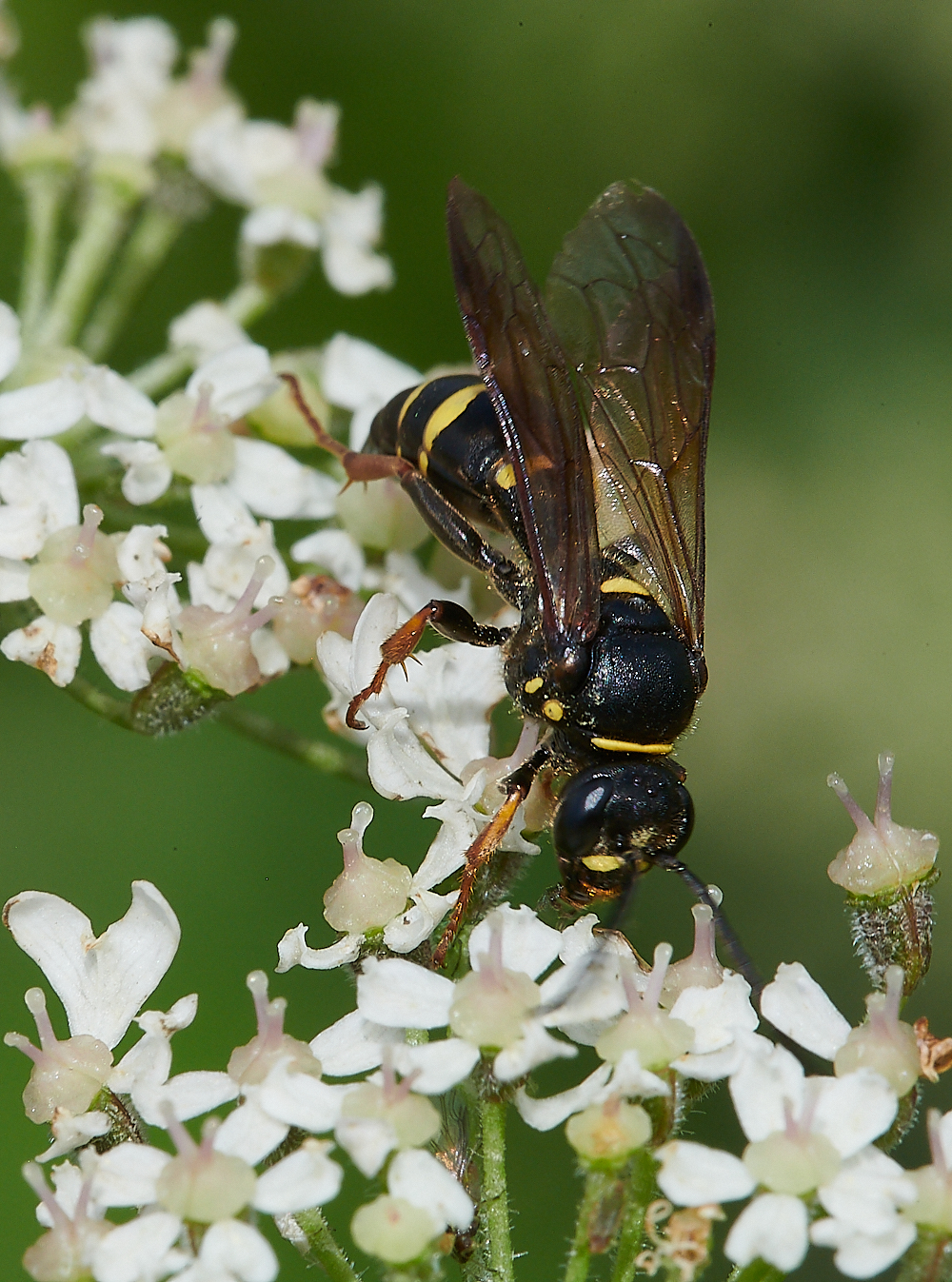 CleyWasp1070621-2