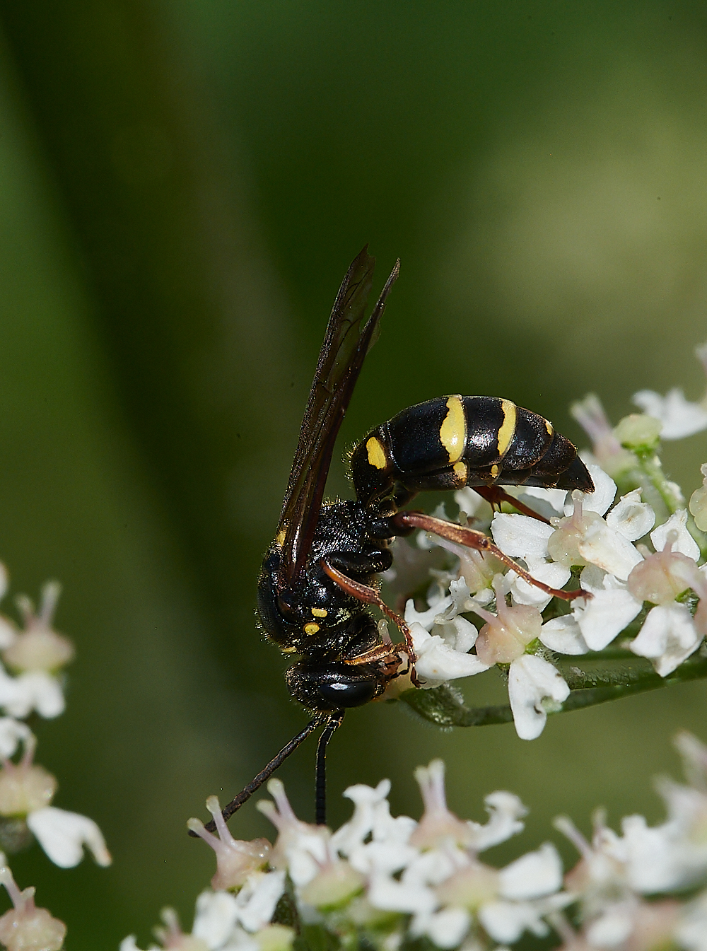 CleyWasp1070621-21