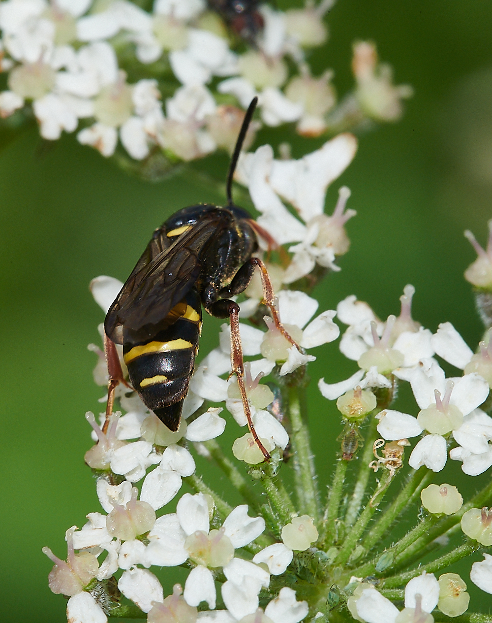 CleyWasp1070621-6