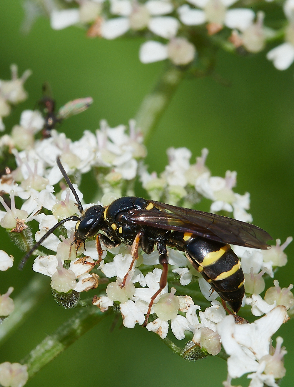 CleyWasp1070621-8