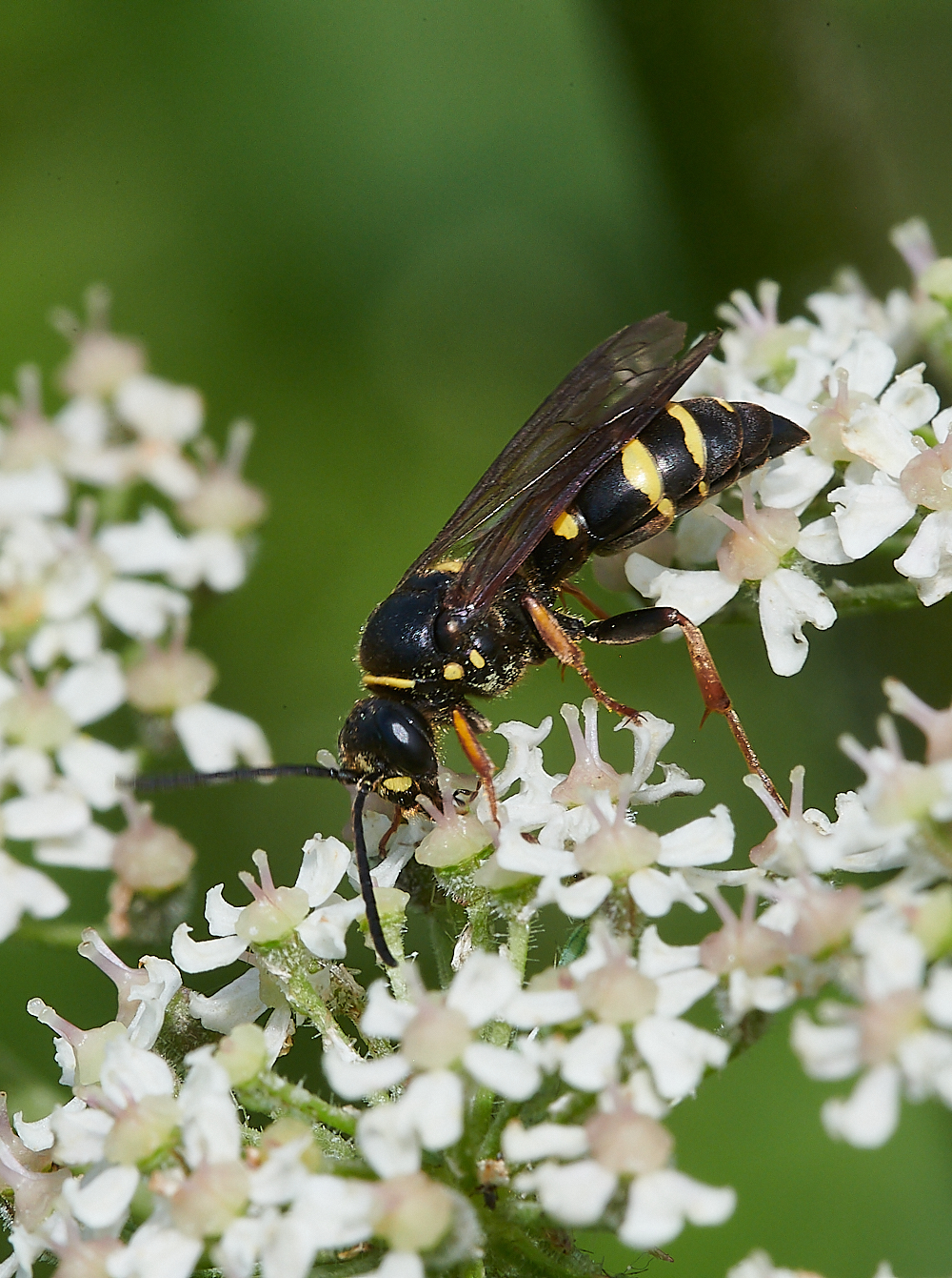 CleyWasp1070621-9