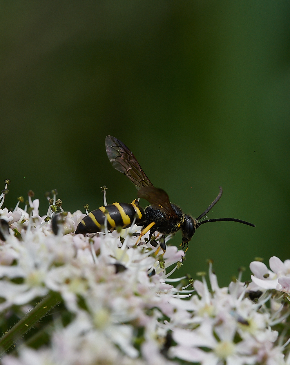 CleyWasp2070621-1