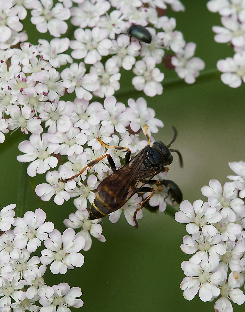 CleyWasp3070621-1