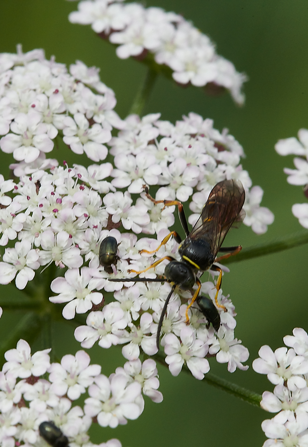 CleyWasp3070621-2