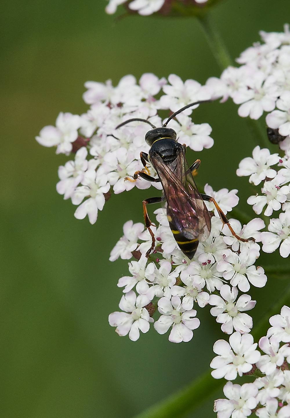 CleyWasp3070621-4