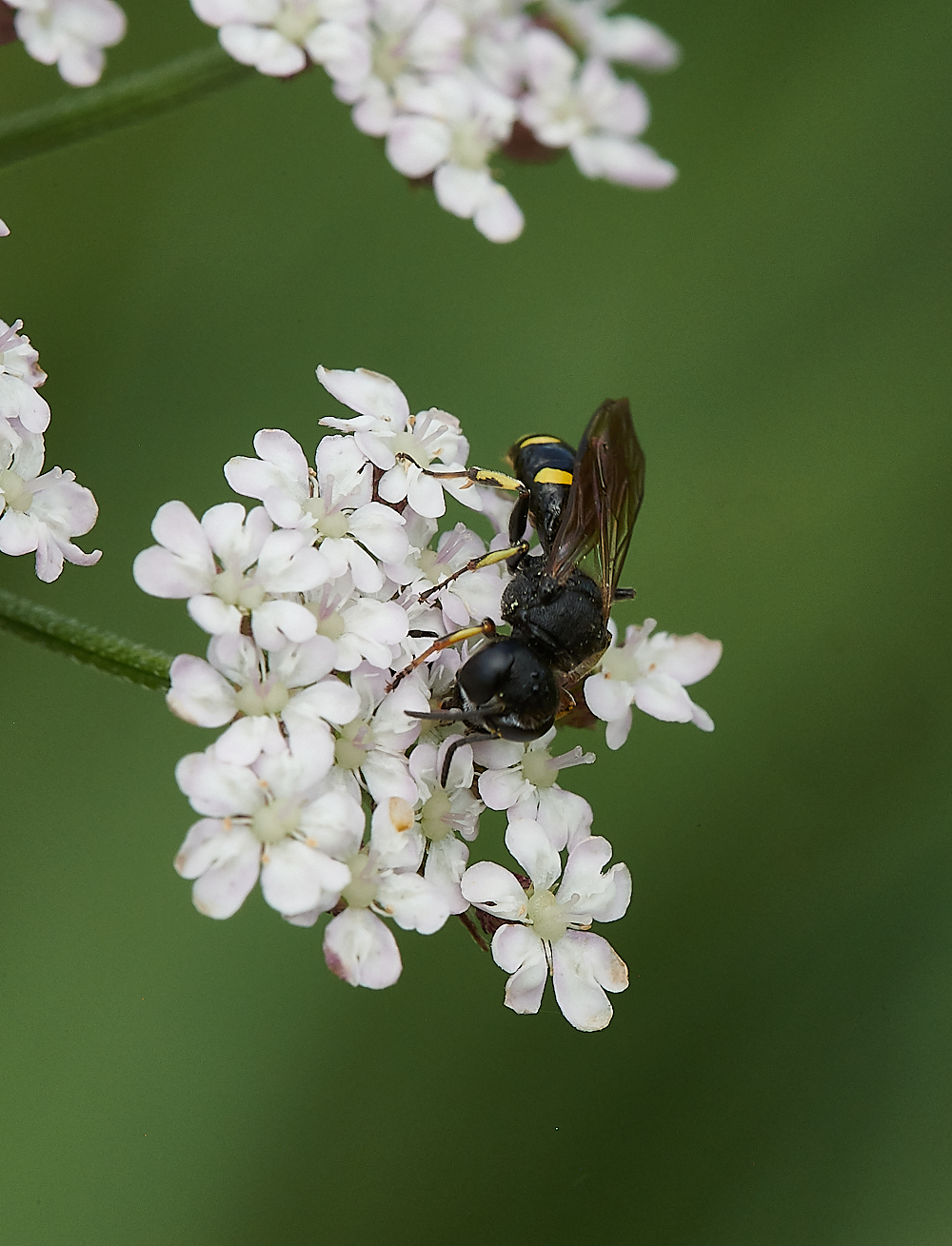 CleyWasp4070621-3