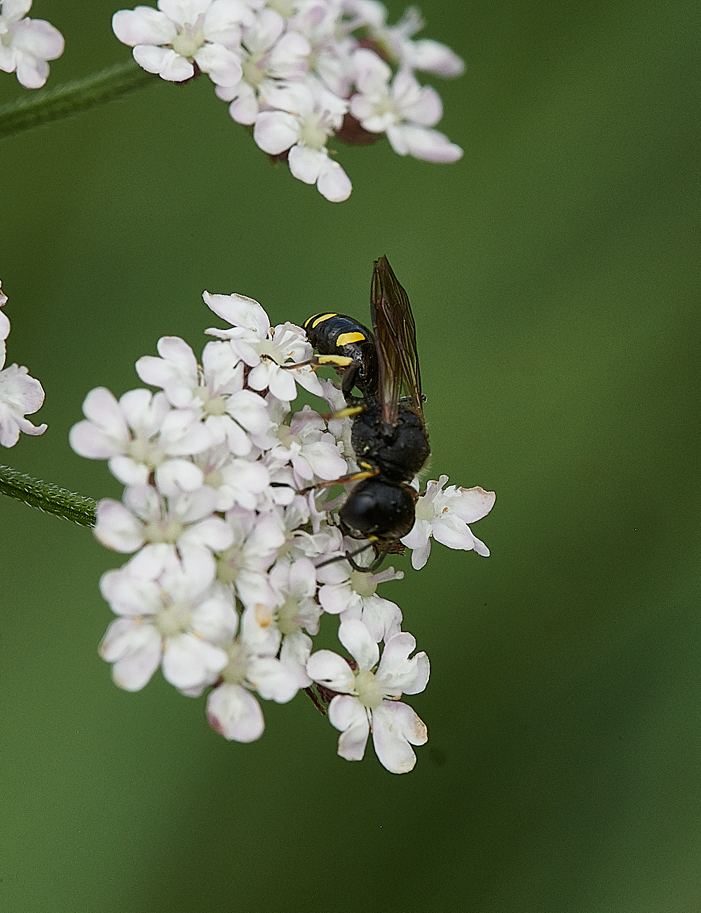 CleyWasp4070621-4