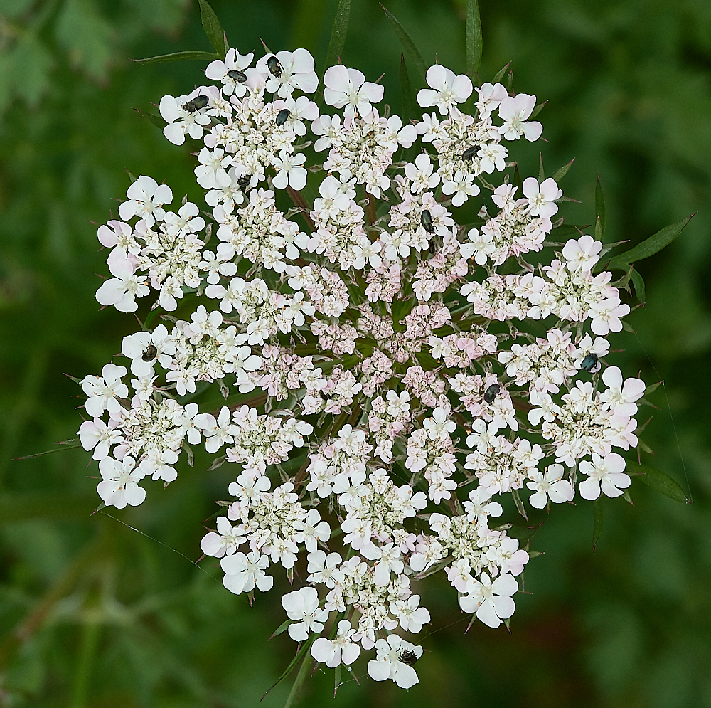 CleywildCarrot070621-3