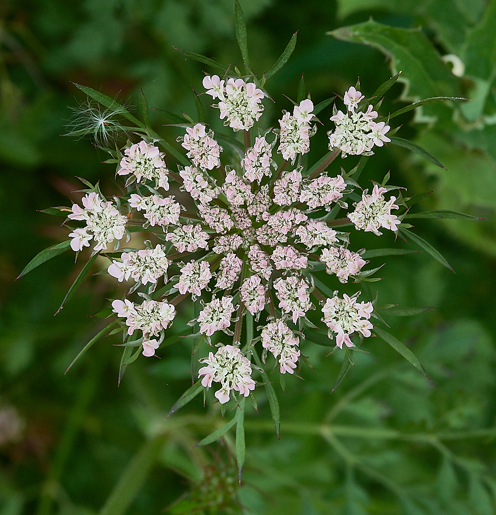 CleyWildCarrot070621-4