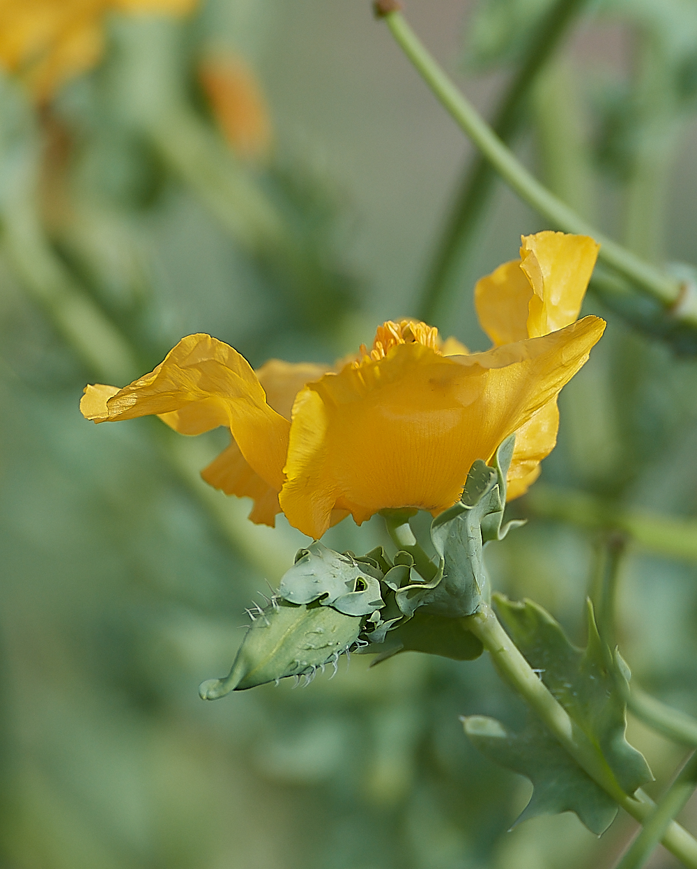 CleyYellowHornedPoppy060721-1