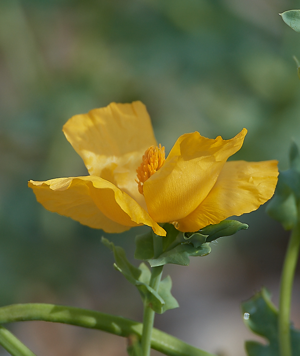 CleyYellowHornedPoppy060721-2