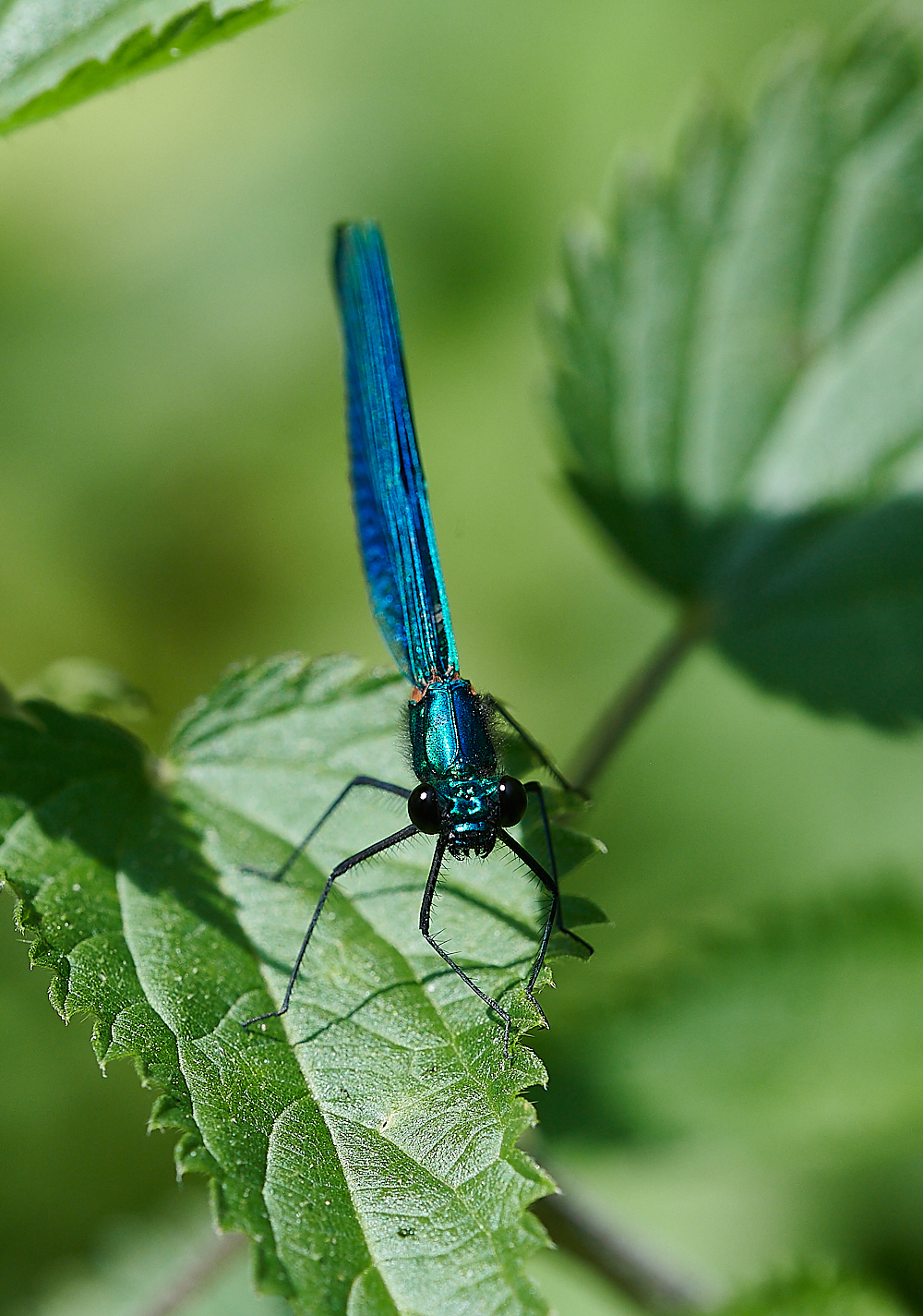 CostessyBandedDemoiselle190721-1