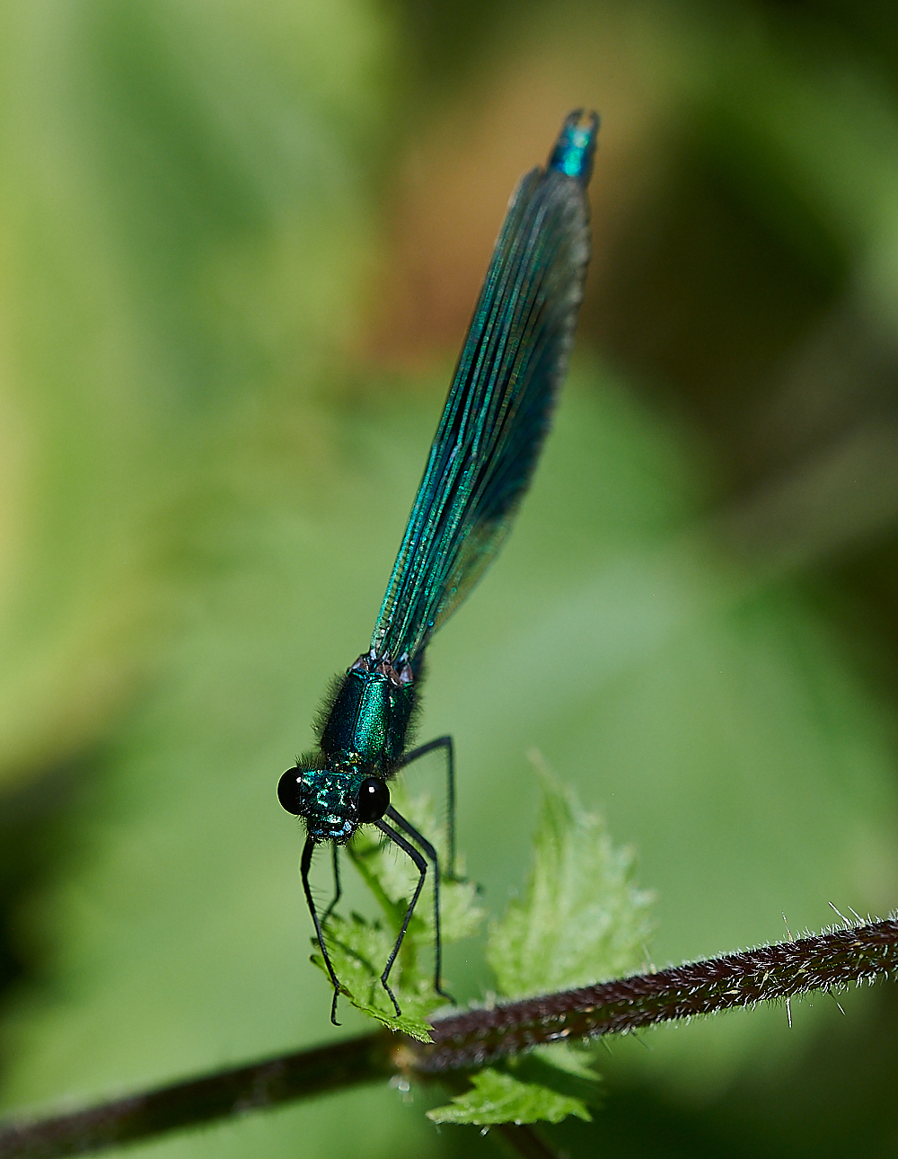 CostessyBandedDemoiselle190721-2