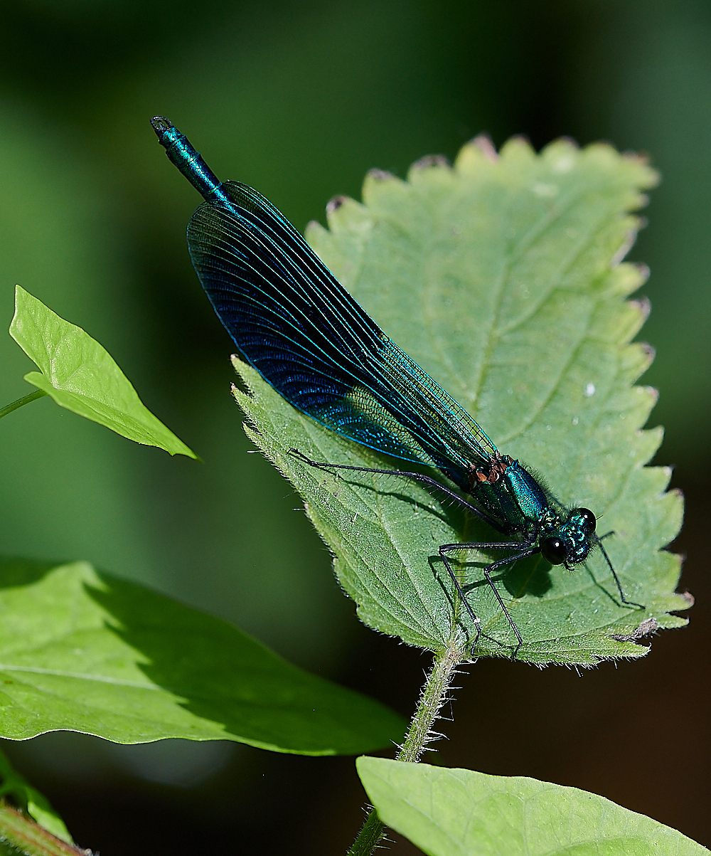 CostessyBandedDemoiselle190721-3