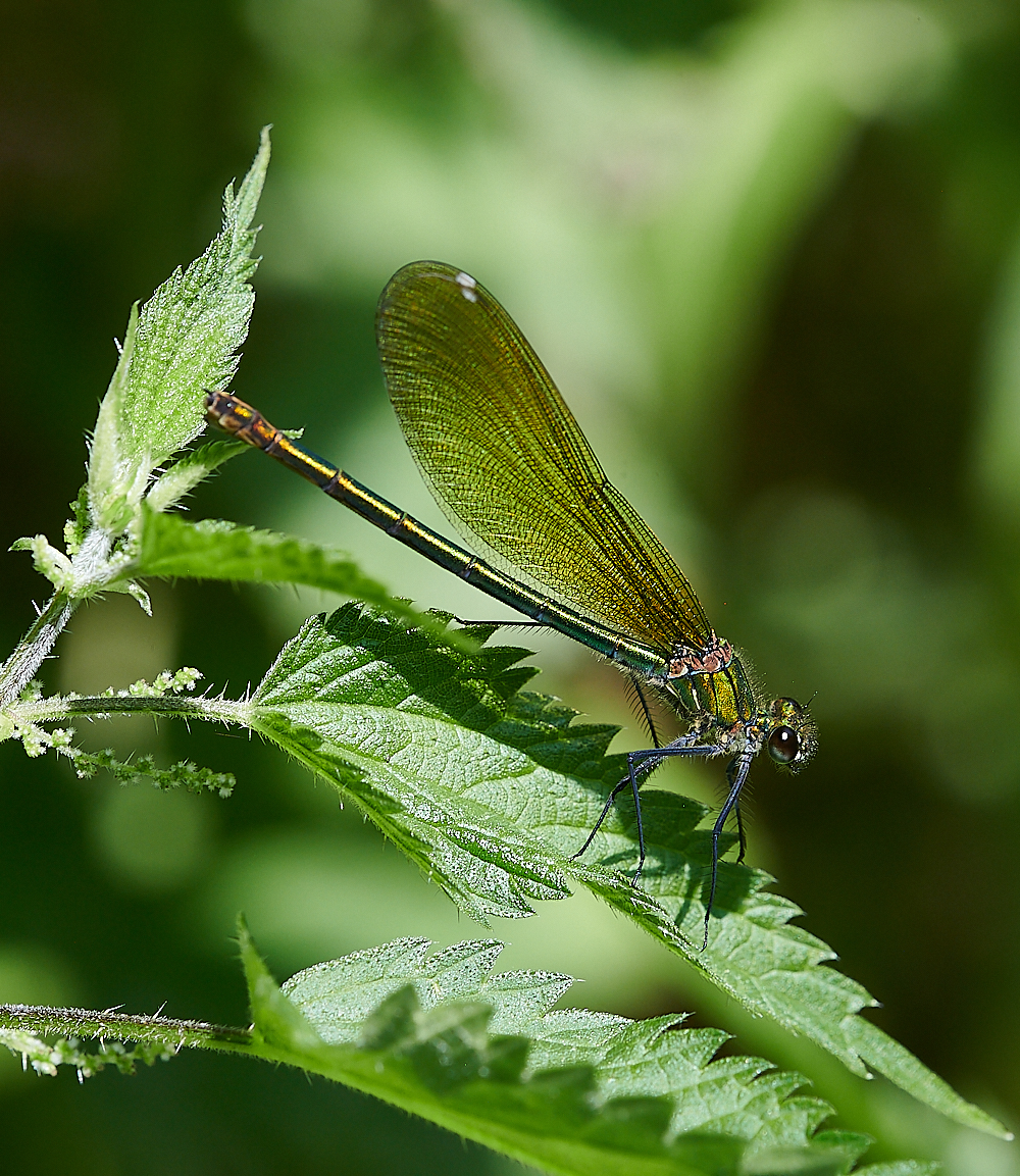 CostessyBandedDemoiselle190721-4