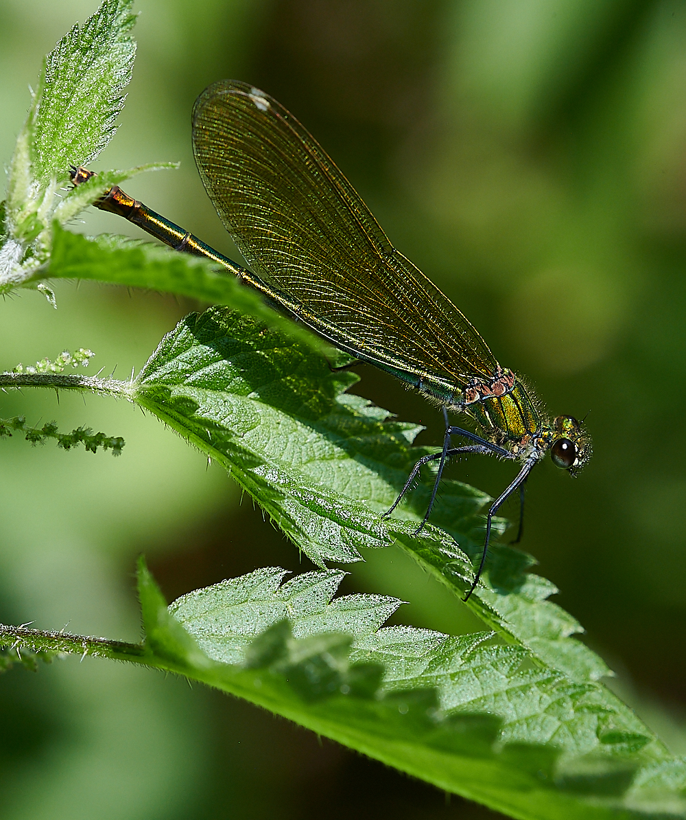 CostessyBandedDemoiselle190721-5