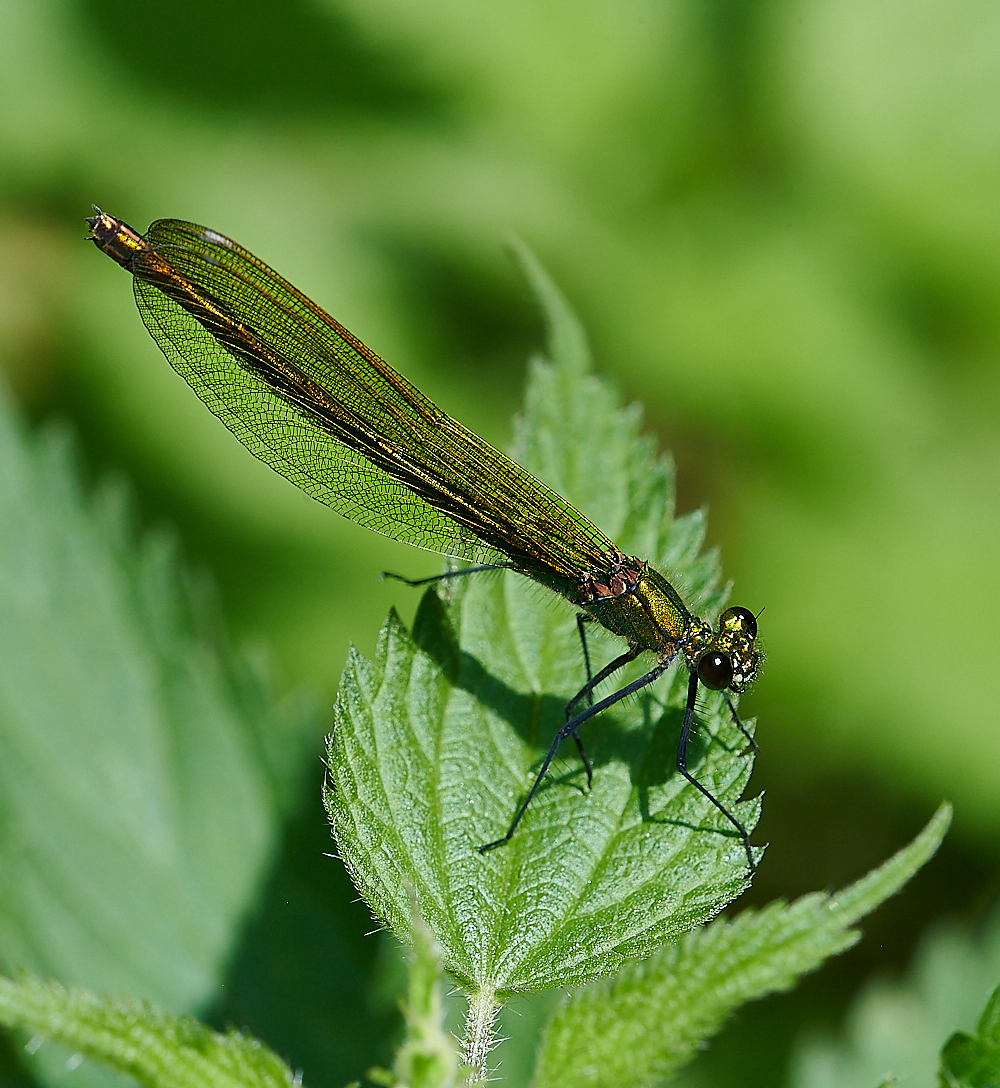 CostessyBandedDemoiselle190721-7