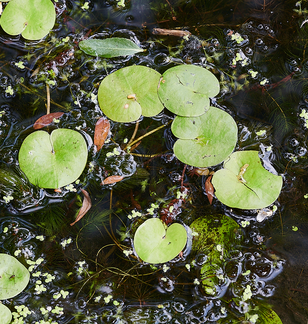 CostessyGreenFrogbit190721-1