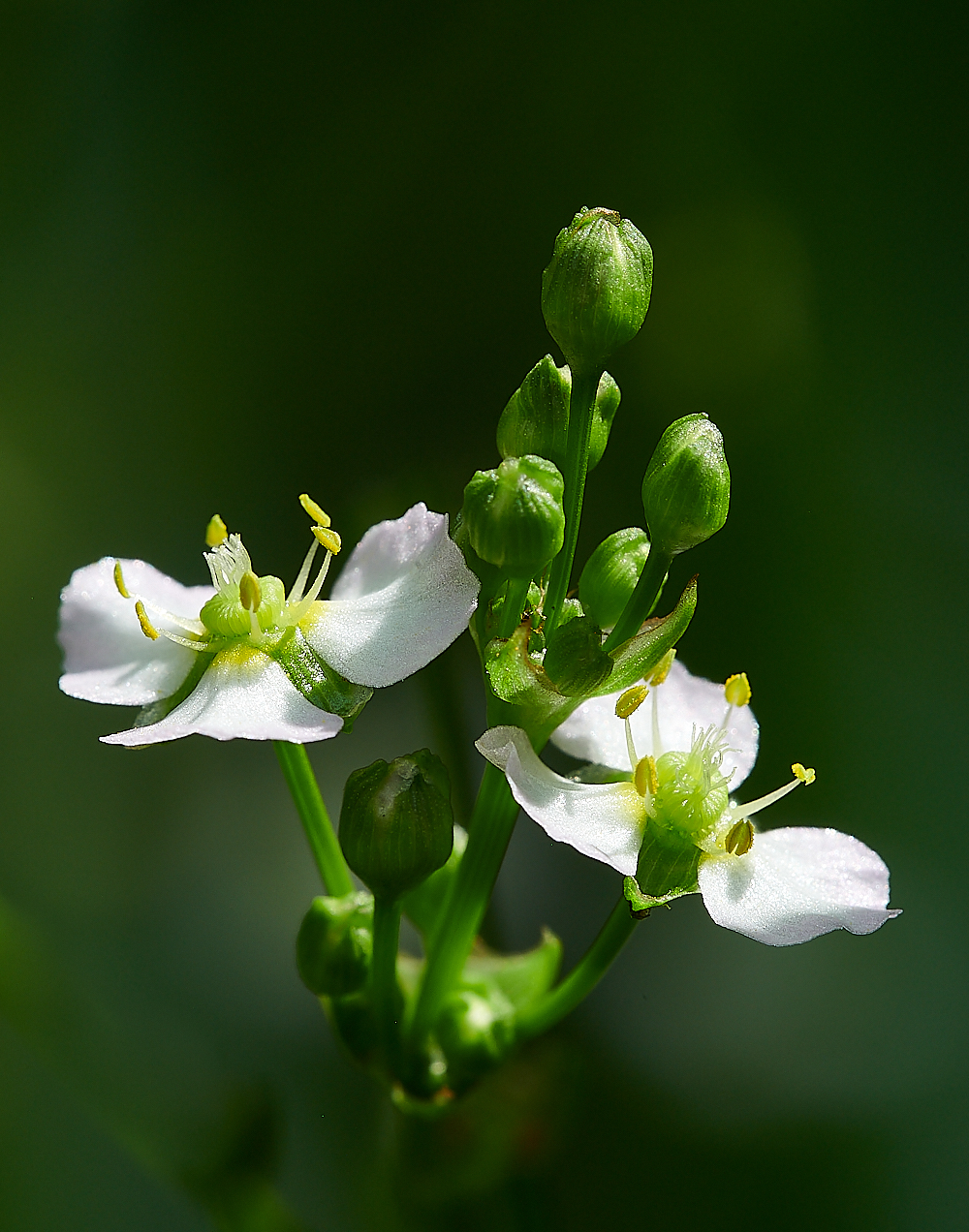 CostessyWaterPlantain190721-1