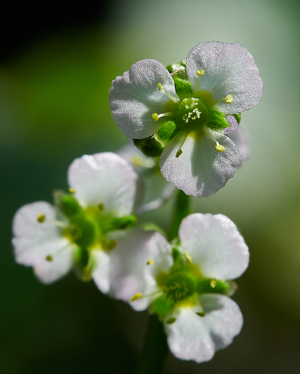 CostessyWaterPlantain190721-2