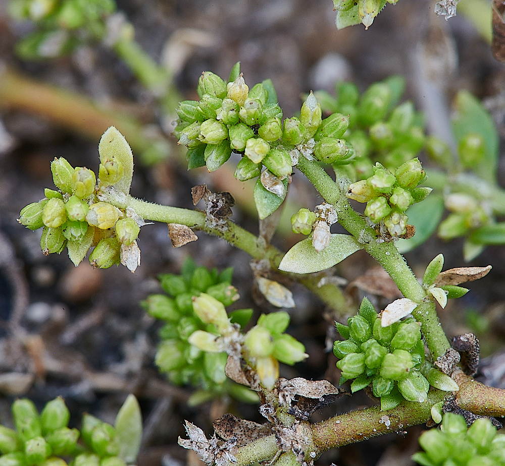 CranwichRupturewort040821-1