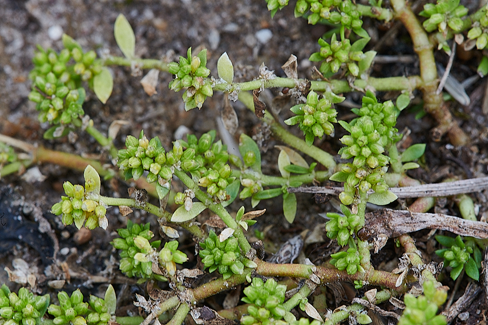 CranwichRupturewort040821-2