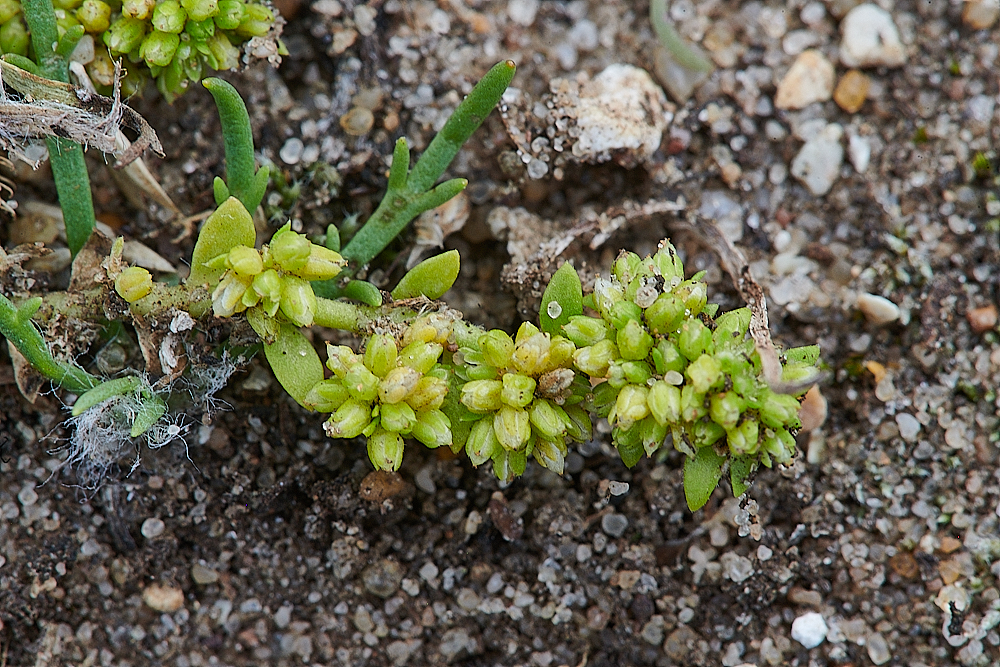 CranwichRupturewort040821-3