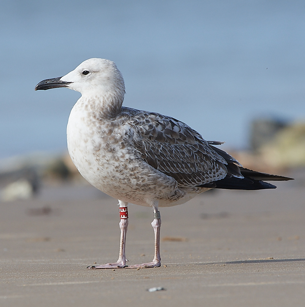 CromerCaspianGull090921-10